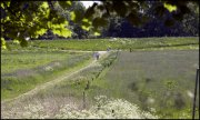 arnhem vvbvanbree2461